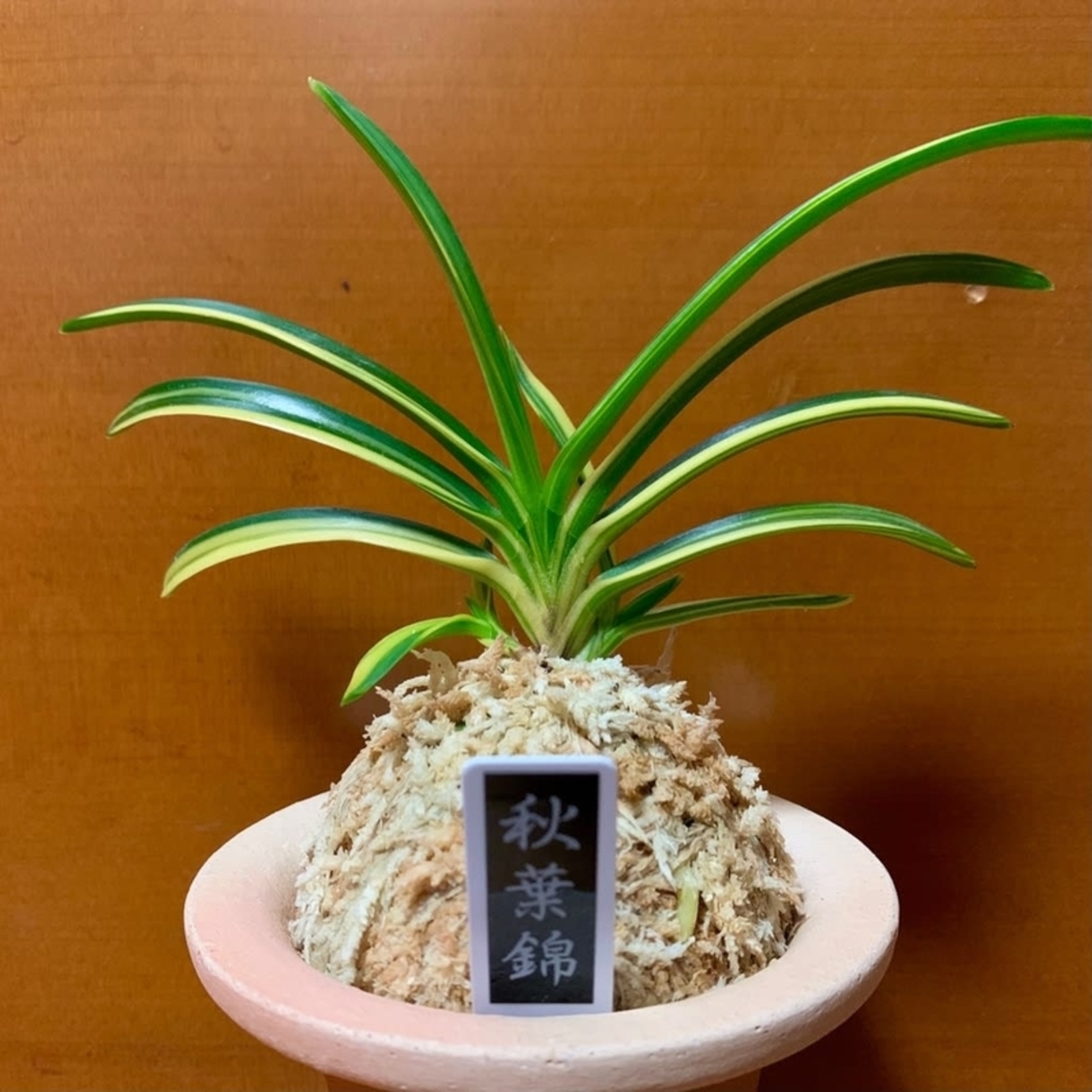 秋葉錦 - 純風満蘭（富貴蘭・風蘭ブログ 着生蘭よもやま話）