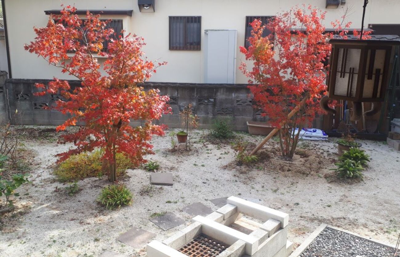 紅葉の植木３本　角度を変え撮影しております たった2本の木の紅葉とやる気のなくなった庭 - 庭と家