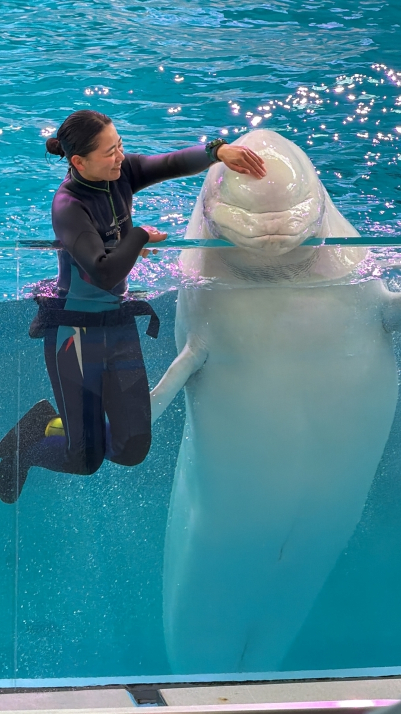 しろイルカさん専用 かまってシロイルカ ｜ アリス館