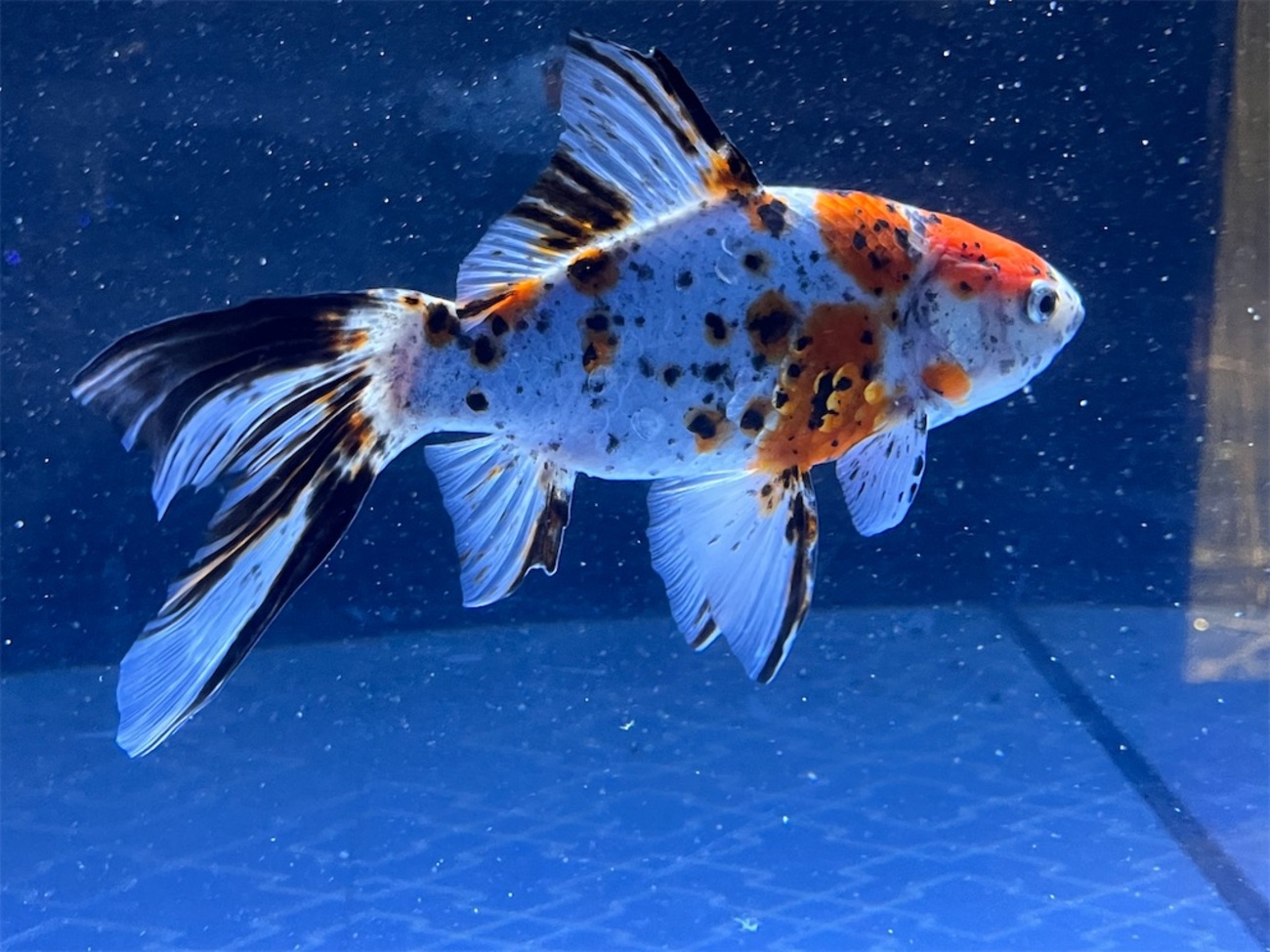 朱文金の育て方、大きさ・寿命・餌・飼育方法を詳しく紹介！ - たなごGo！