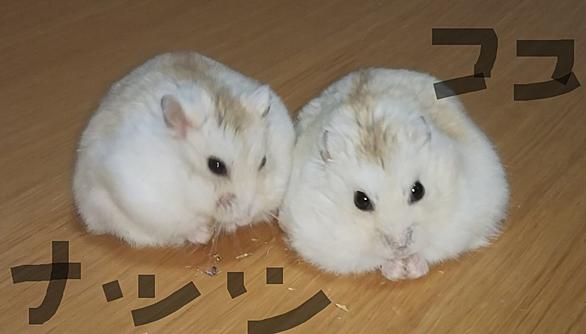 ジャンガリアンとは 動植物の人気 最新記事を集めました はてな