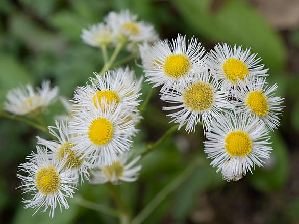 ハルジオンとは 動植物の人気 最新記事を集めました はてな