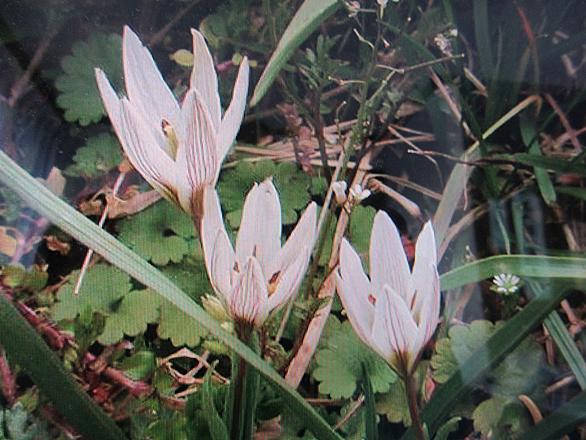 甘菜とは 動植物の人気 最新記事を集めました はてな