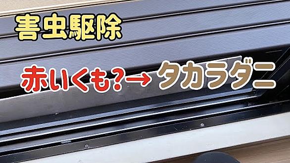 タカラダニとは 動植物の人気 最新記事を集めました はてな
