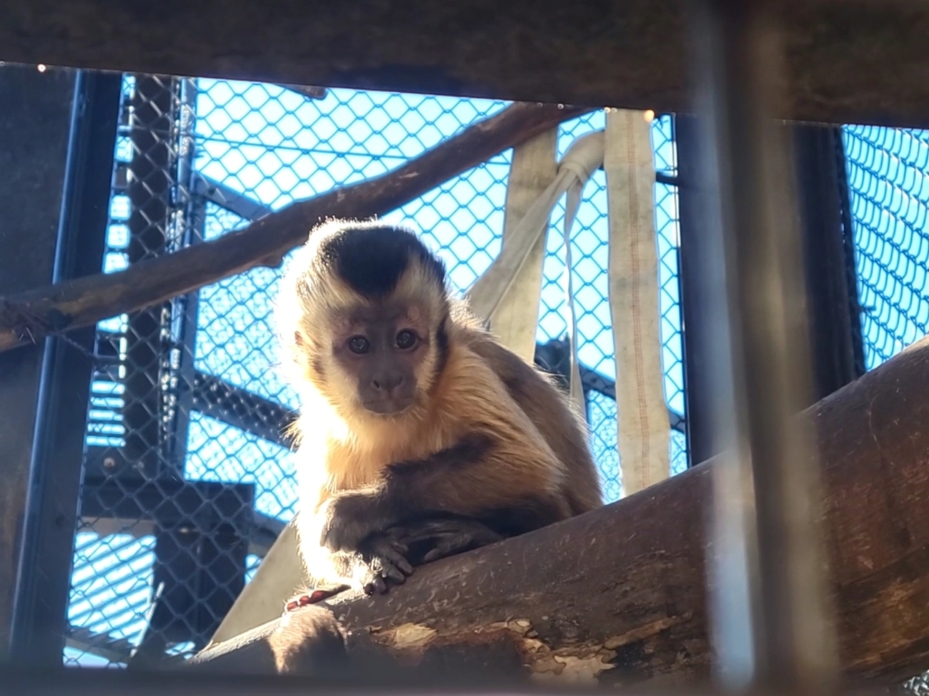 成長！ - 日立市かみね動物園公式ブログ