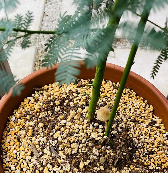 キノコとは 食の人気 最新記事を集めました はてな