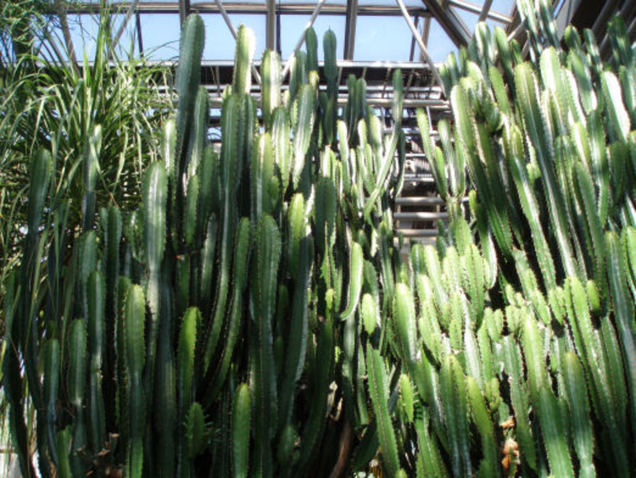 植物園で見た大雲閣。こんなに大きくなるんですねぇぇ！ - ずん♪の 