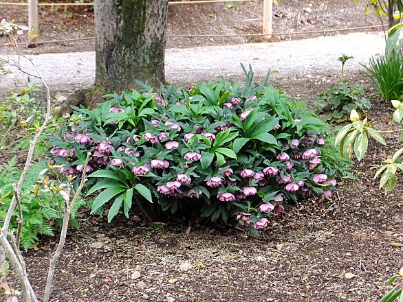 あしかがフラワーパークとは 動植物の人気 最新記事を集めました はてな あしかがフラワーパークとは 動植物の人気 最新記事を集めました はてな