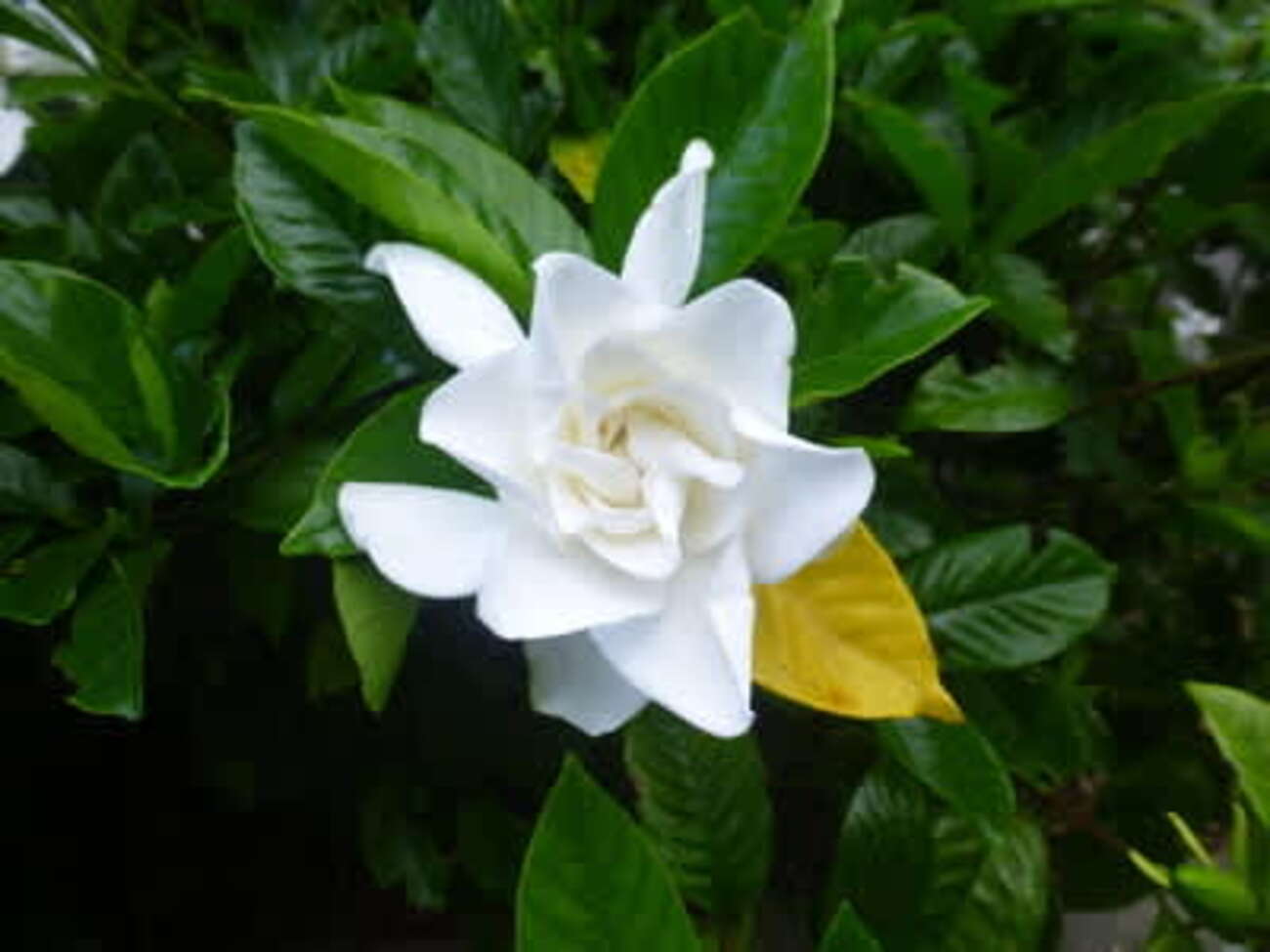クチナシの花 - 島の医者になって、た頃もあった