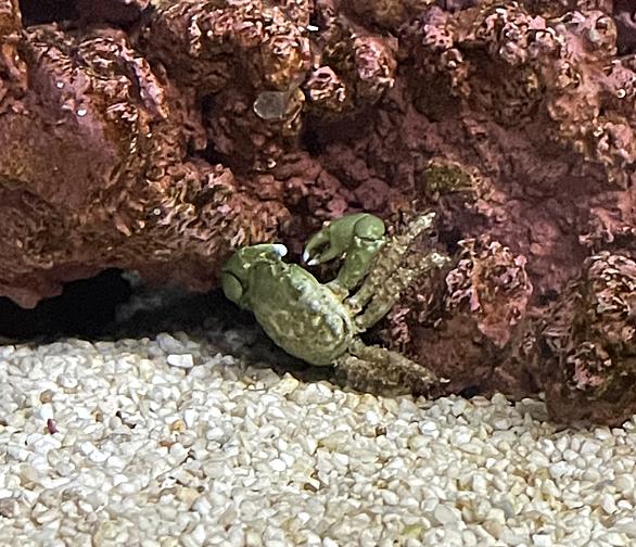 エメラルドグリーンクラブ餌やりとは 人気 最新記事を集めました はてな