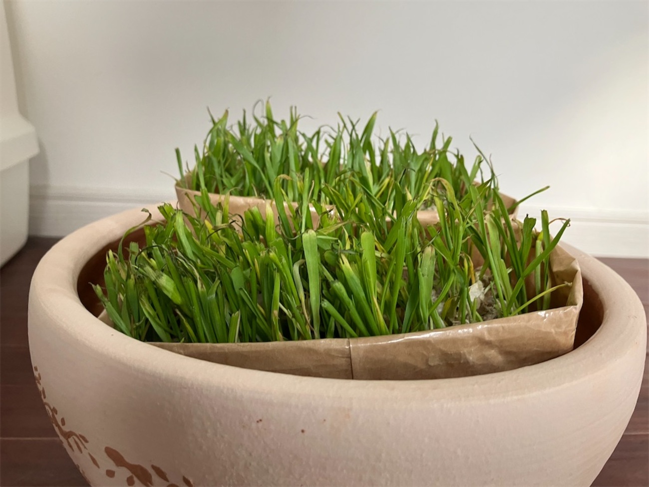 【猫草育成チャレンジ再び】無印良品の猫草を育ててみる。開封から16日が経過 - 保護猫との生活を綴ります