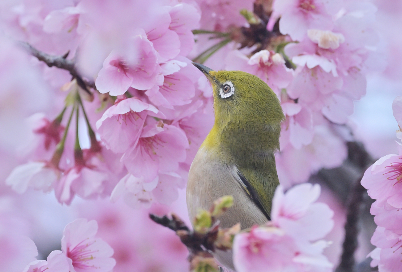 メジロ　レジンヘアゴム　初春　梅　桜 メジロ レジンヘアゴム 初春 梅 桜 ヘアゴム