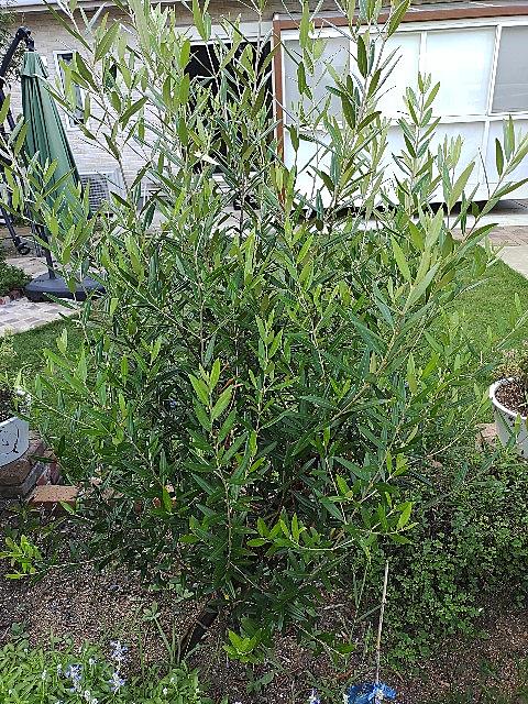 生垣とは 動植物の人気 最新記事を集めました はてな