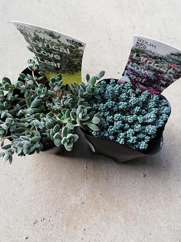 セダムとは 動植物の人気 最新記事を集めました はてな