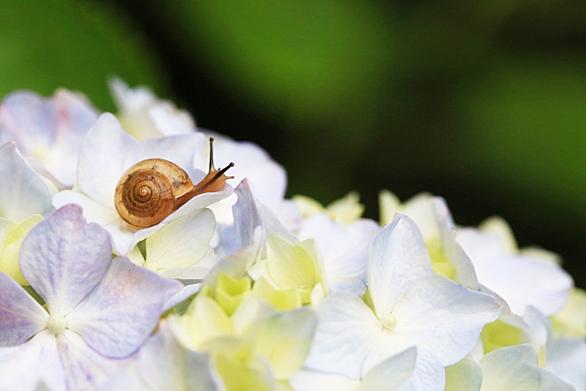 カタツムリとは 動植物の人気 最新記事を集めました はてな カタツムリとは 動植物の人気 最新記事を集めました はてな