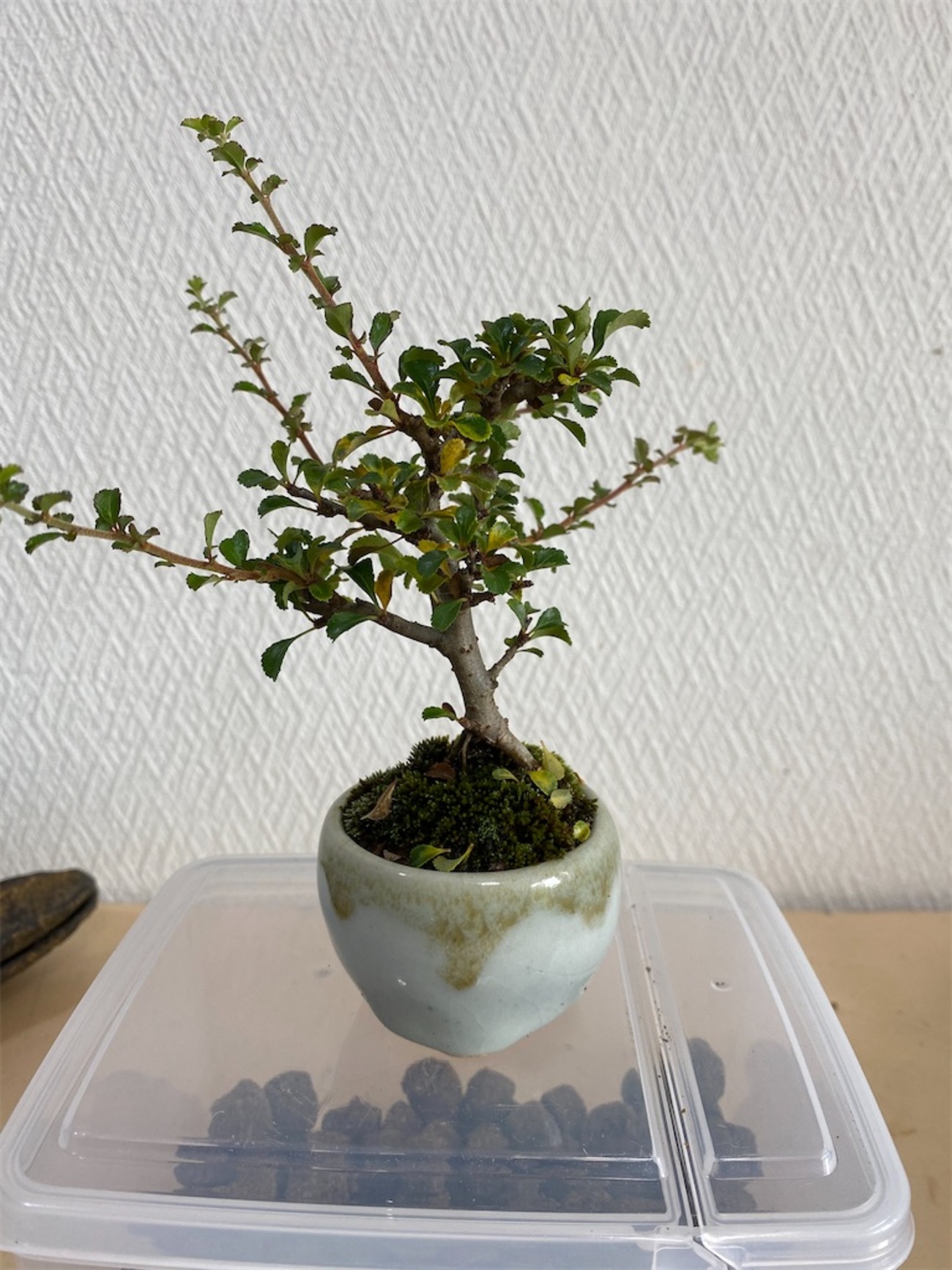 長寿梅の葉が黄色くなったら、葉刈りして針金かけや植え替えを 
