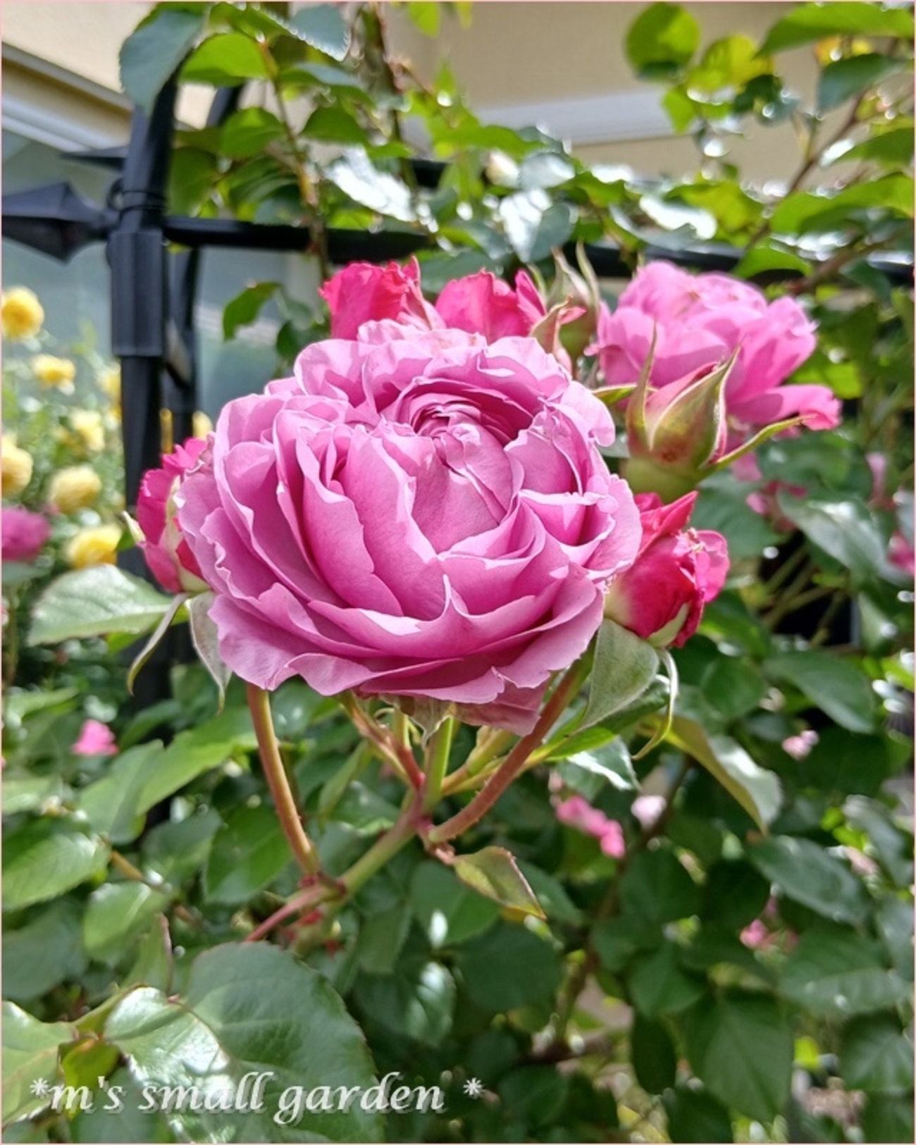 素敵なロサオリ♡シュリンクス！ - *m's small garden*