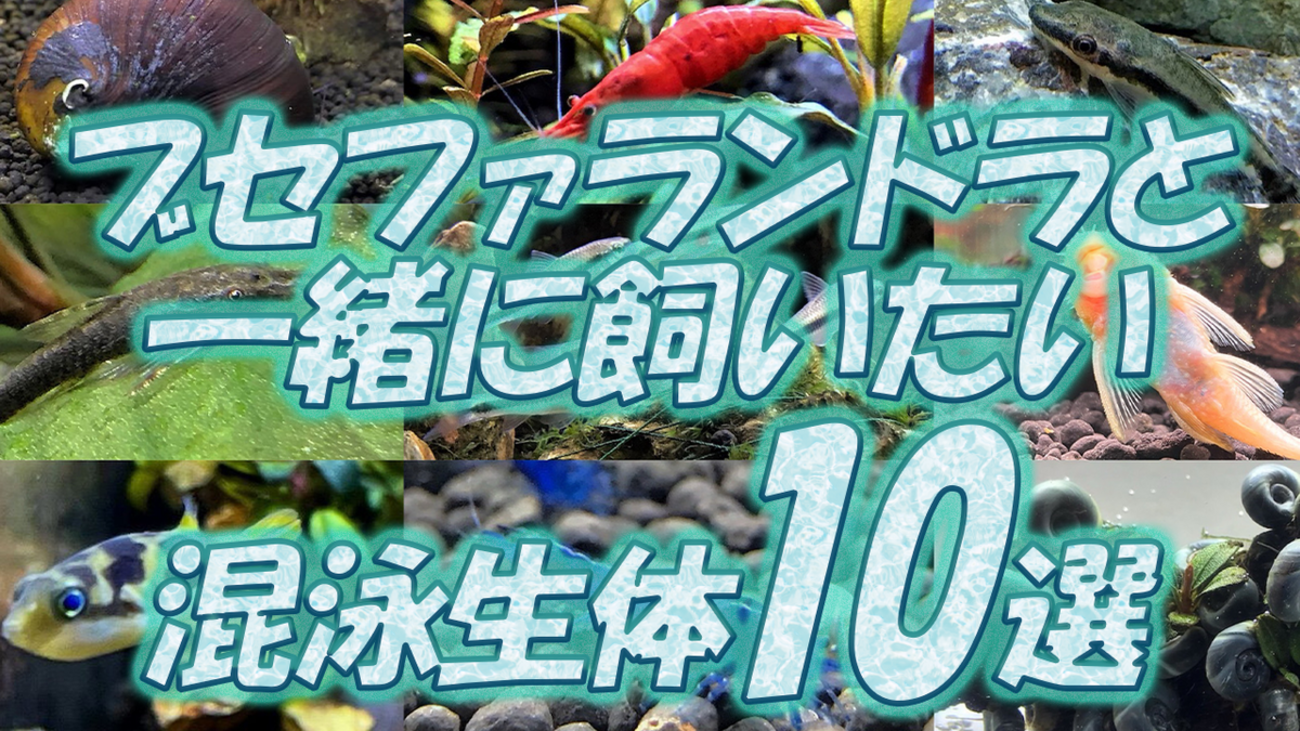 ブセファンドラ　7ポット とおまけ ブセファンドラ 7ポット とおまけ 水草
