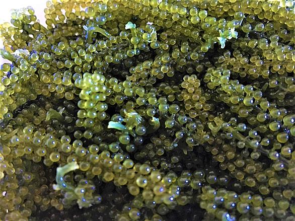 海ぶどうとは 食の人気 最新記事を集めました はてな 海ぶどうとは 食の人気 最新記事を集めました はてな