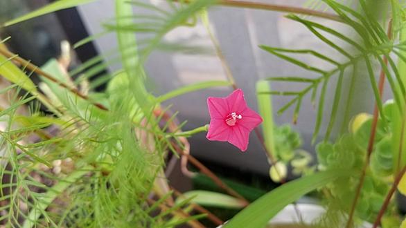 ルコウソウとは 動植物の人気 最新記事を集めました はてな ルコウソウとは 動植物の人気 最新記事を集めました はてな