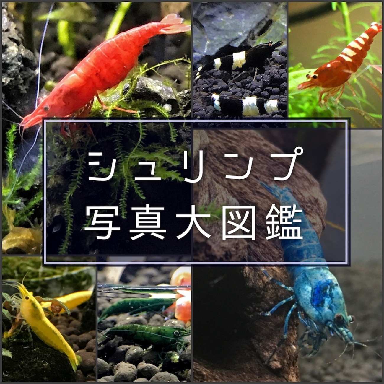 シュリンプ 写真追加 多彩なシュリンプの写真一覧！ - たなごGo！