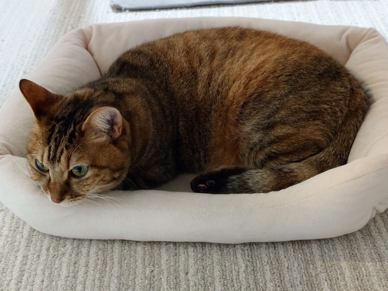 君はここにいるニャ - らむねこな日々