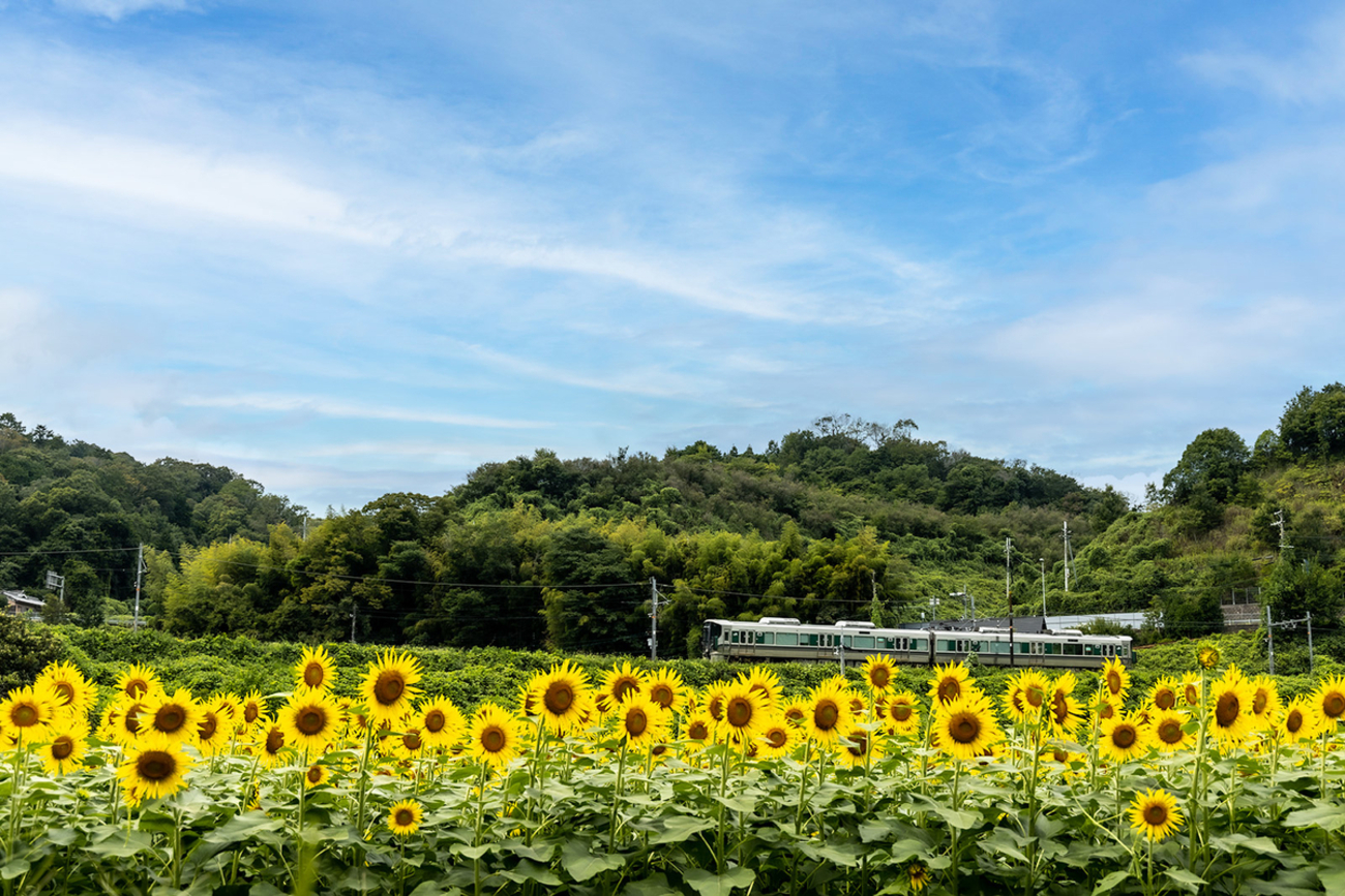 奈良県の撮影スポット。五條市のひまわり園でJR和歌山線の227系