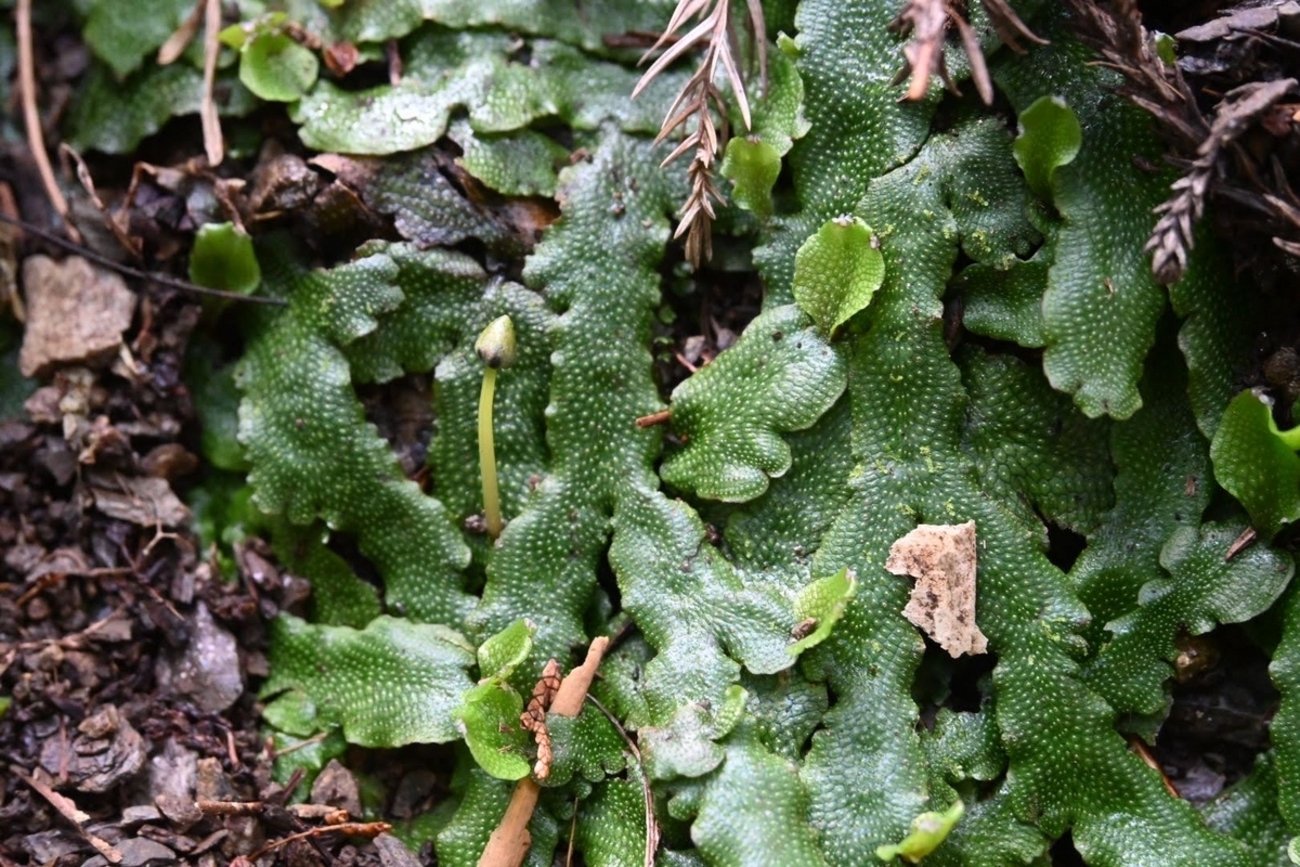 ジャゴケ】 ってこんなに偉大でかっこいいの！？！？ - こけや
