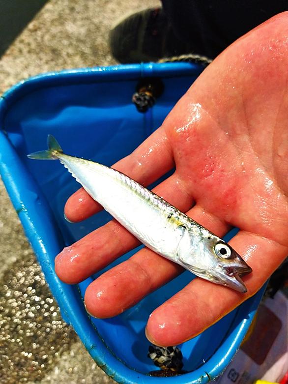 半額sale 冷凍 イワシ 釣れる蔵シリーズ 生 釣り エサ