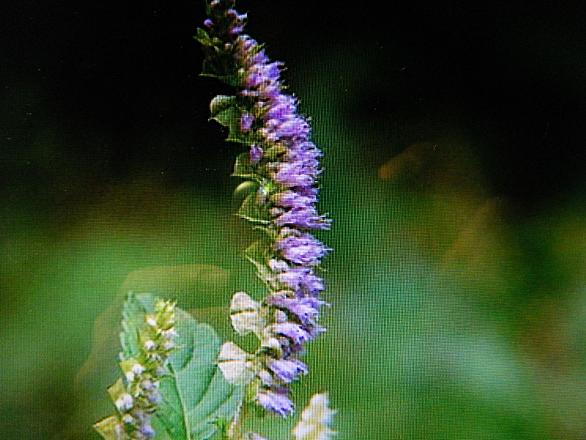 畠山智之とは 一般の人気 最新記事を集めました はてな