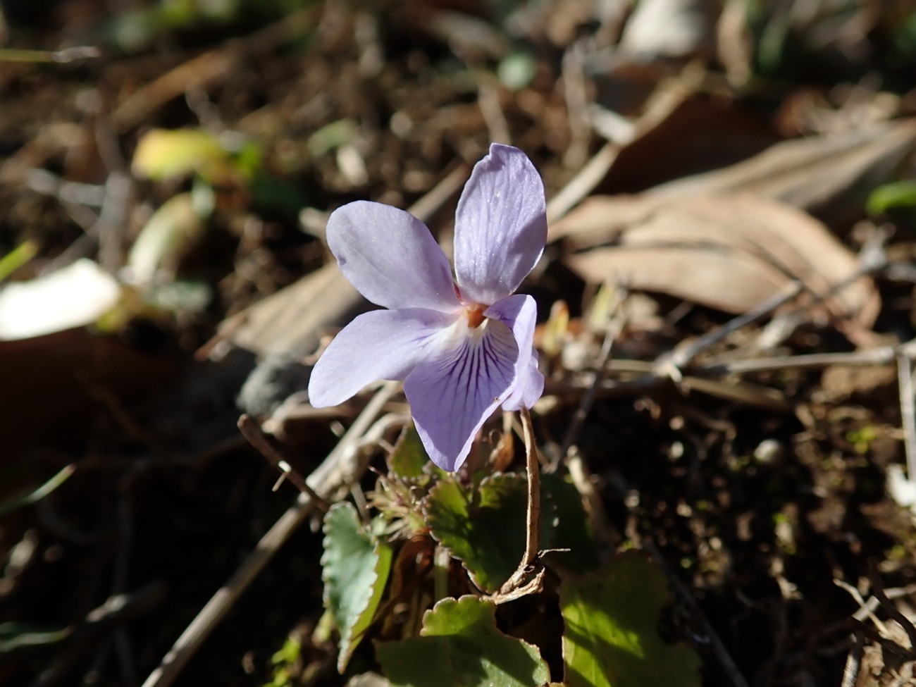 backend=imagemagick;version=1;