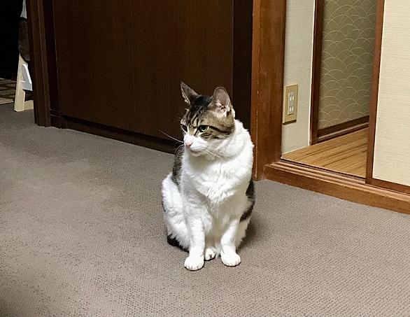 あくびとは 一般の人気 最新記事を集めました はてな