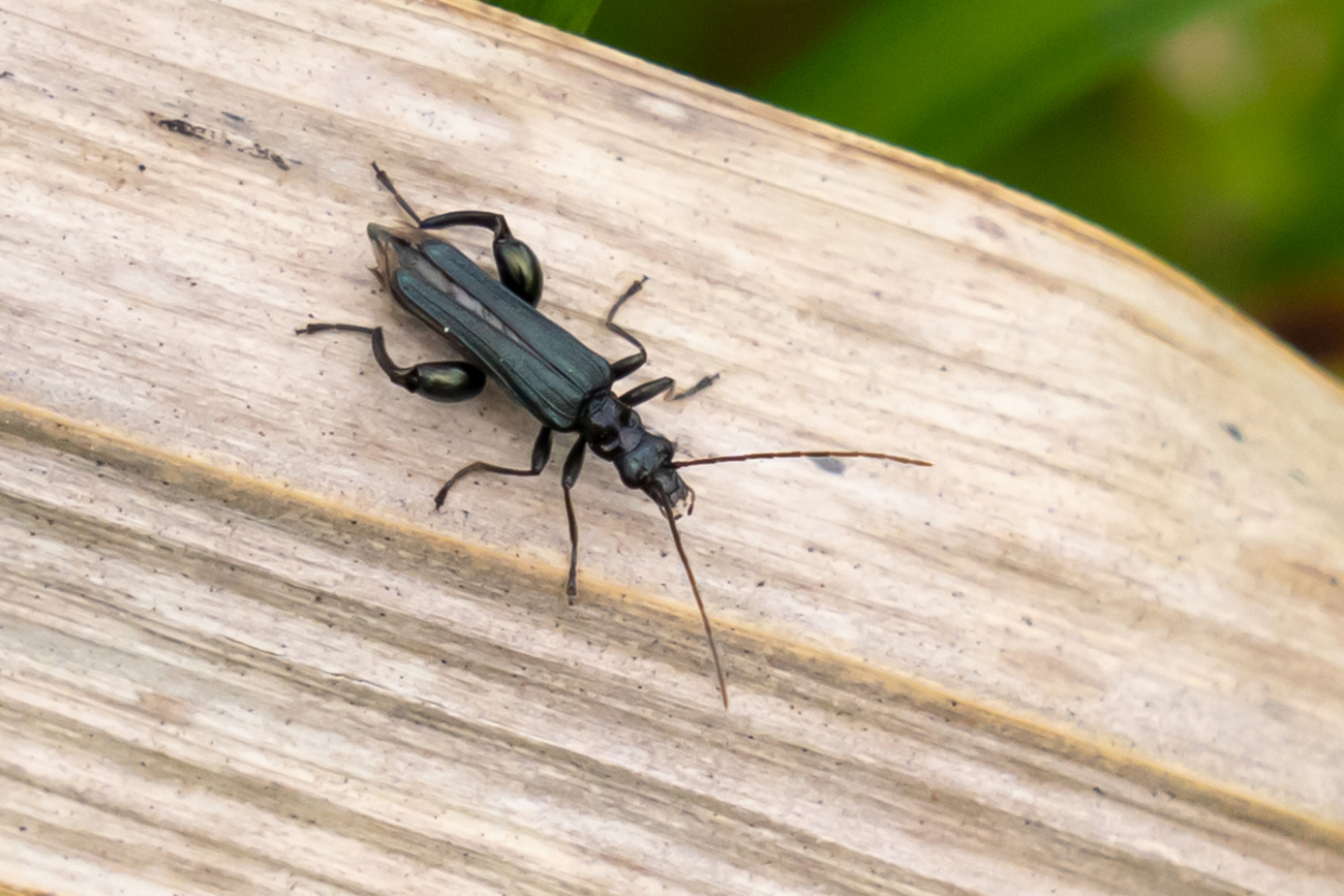 昆虫標本　ムネスジフトカミキリモドキ backend=imagemagick;version=1;