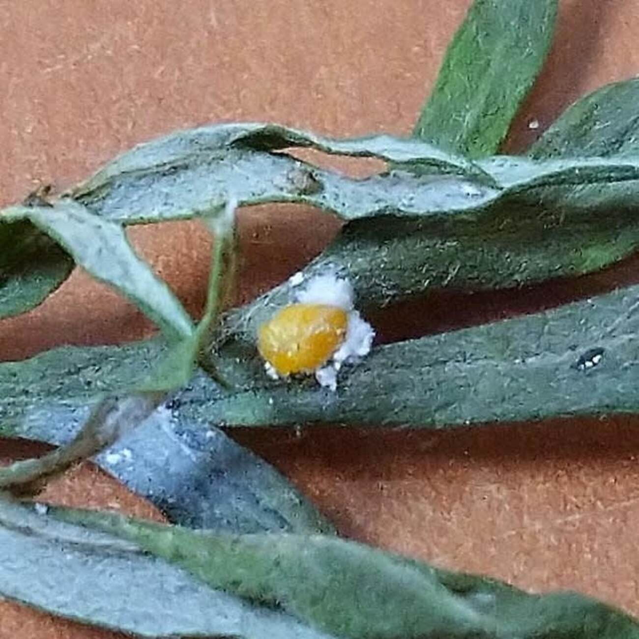 コクロヒメテントウの幼虫　成虫になる！ - 昆虫観察ブログ