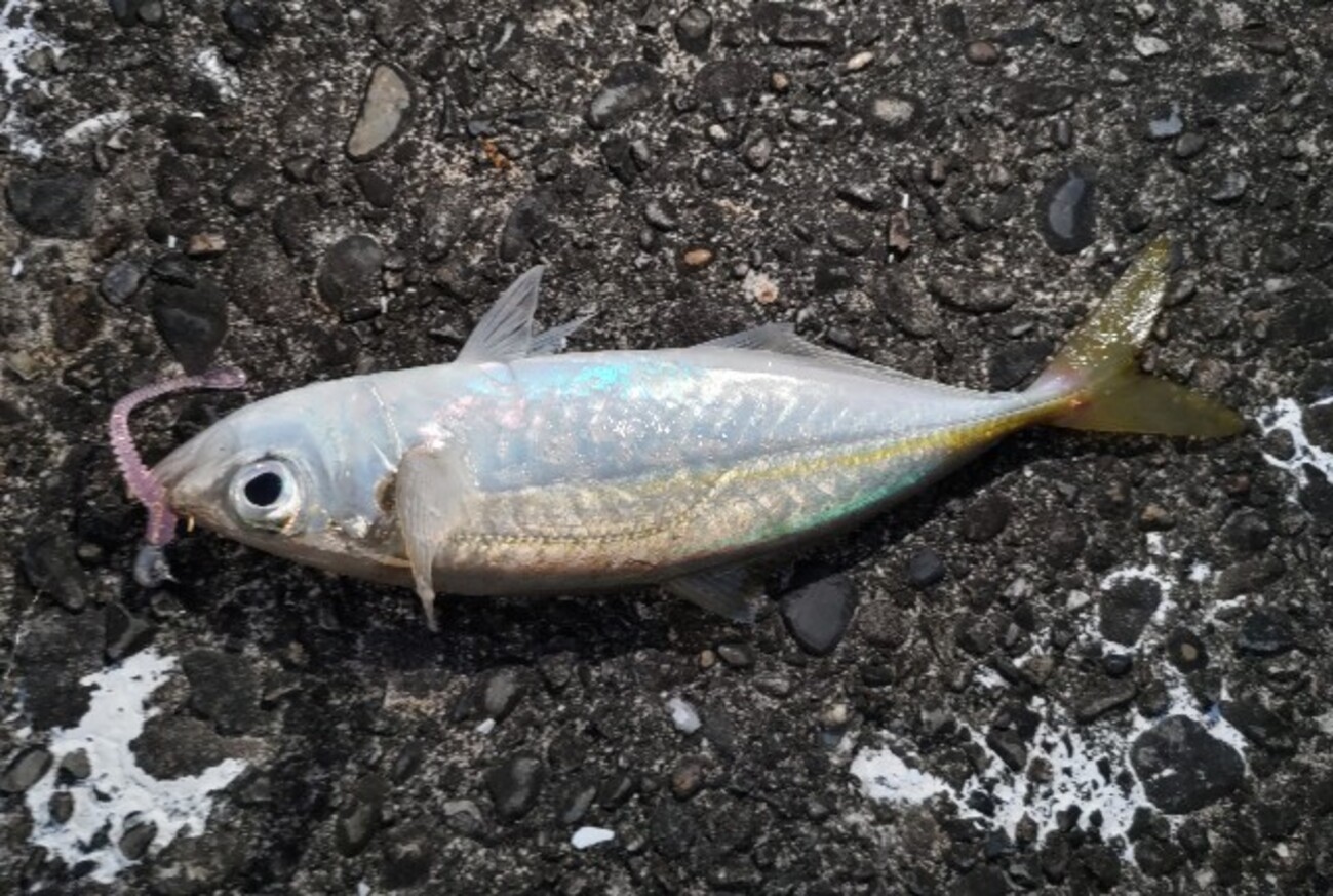 第4戦 南紀 サーフ ライトゲーム - ルアりずむ