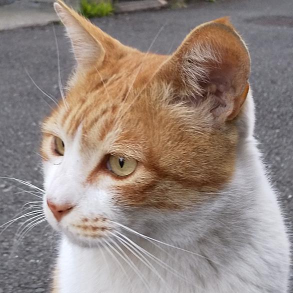 献血とは サイエンスの人気 最新記事を集めました はてな