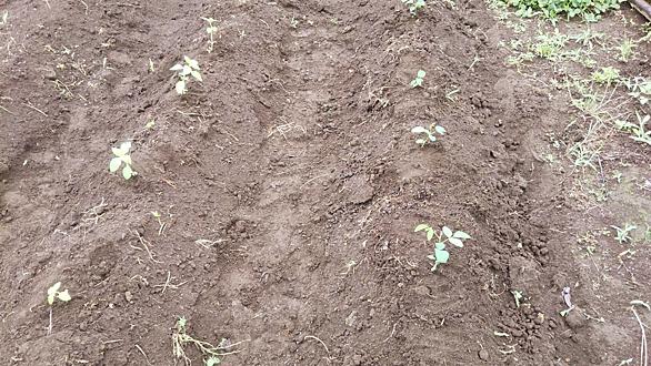 ローゼルとは 動植物の人気 最新記事を集めました はてな