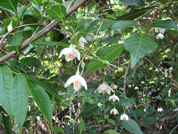 エゴノキとは 動植物の人気 最新記事を集めました はてな エゴノキとは 動植物の人気 最新記事を集めました はてな