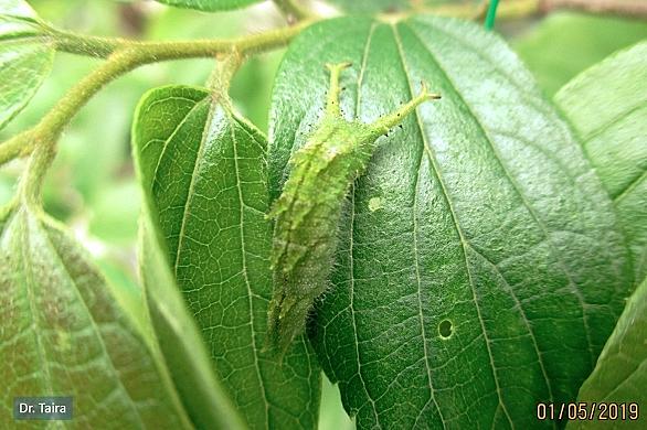 オオムラサキとは 動植物の人気 最新記事を集めました はてな