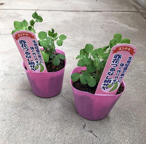 サヤエンドウとは 音楽の人気 最新記事を集めました はてな