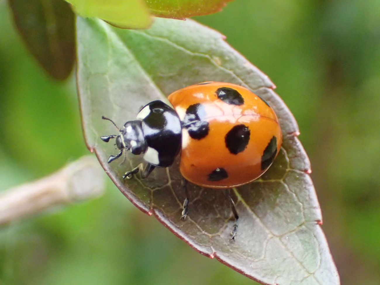 ナナホシテントウ｜7つの星を持つ幸運の虫！実は昆虫界では強者