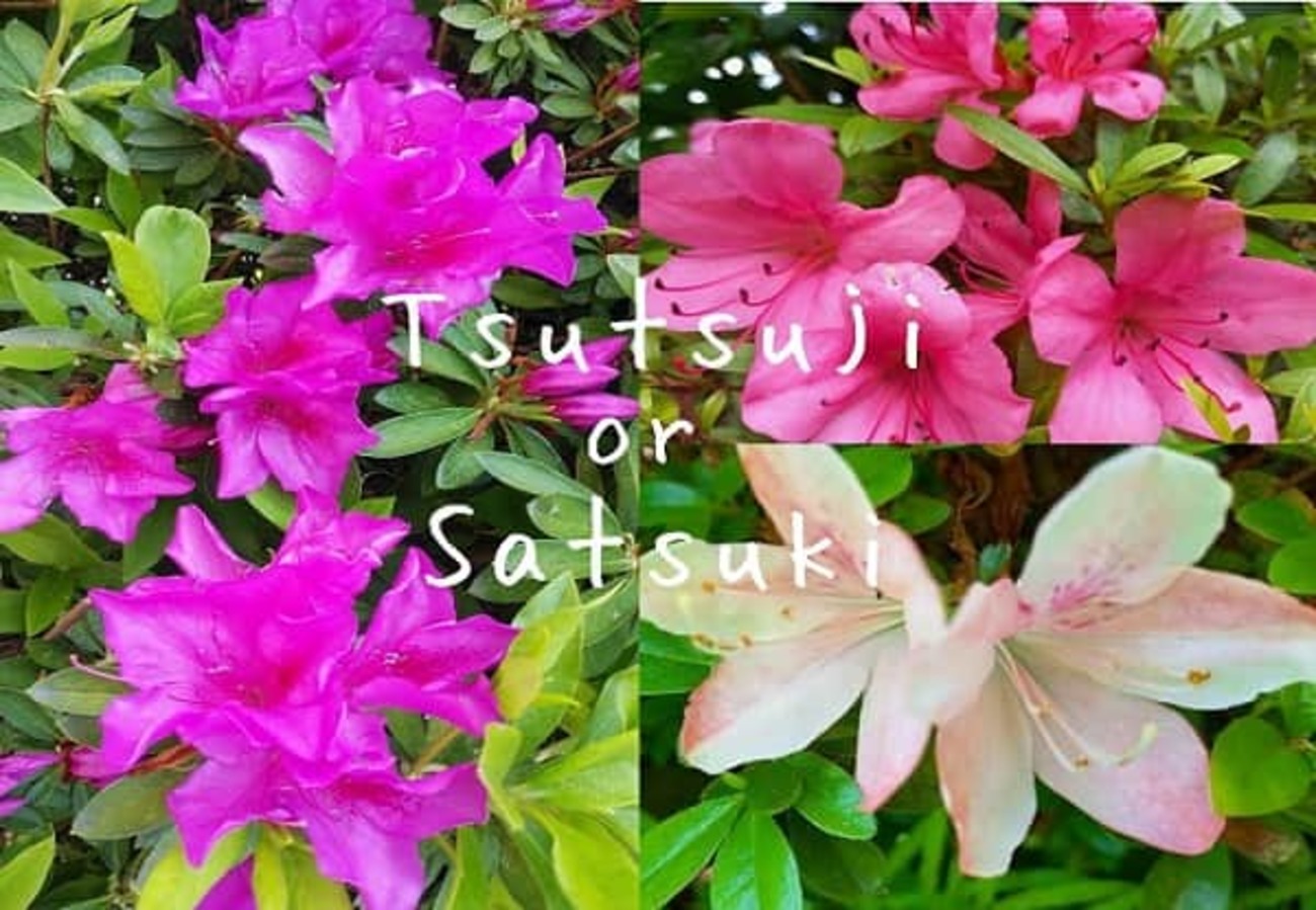 tsutsuji様　お見分け品