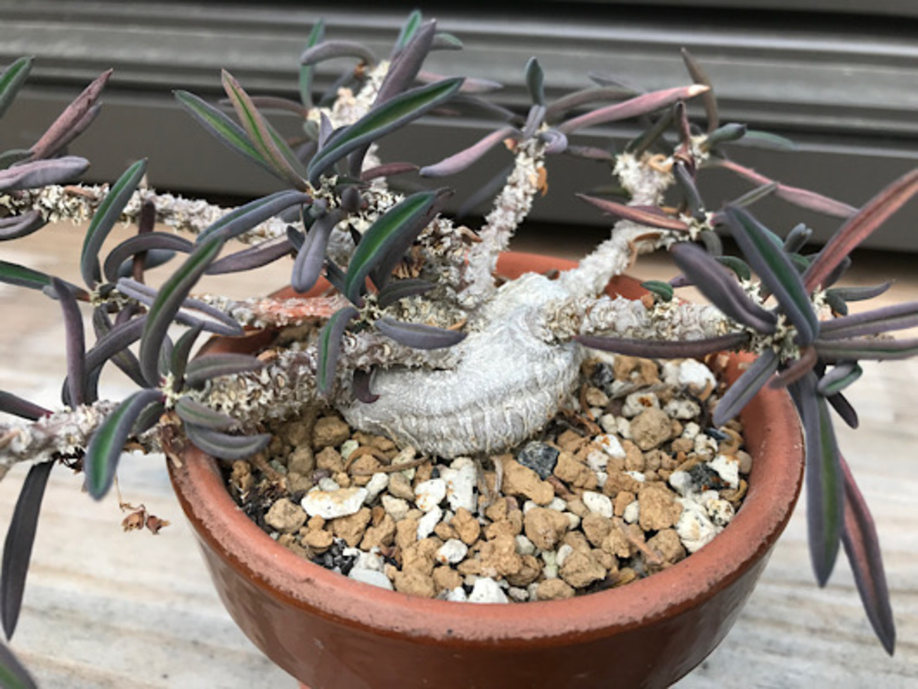 backend=imagemagick;version=1;