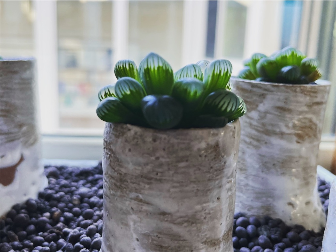 ハオルチア「雫石」「オブトゥーサ」 - はんなりマンゴー