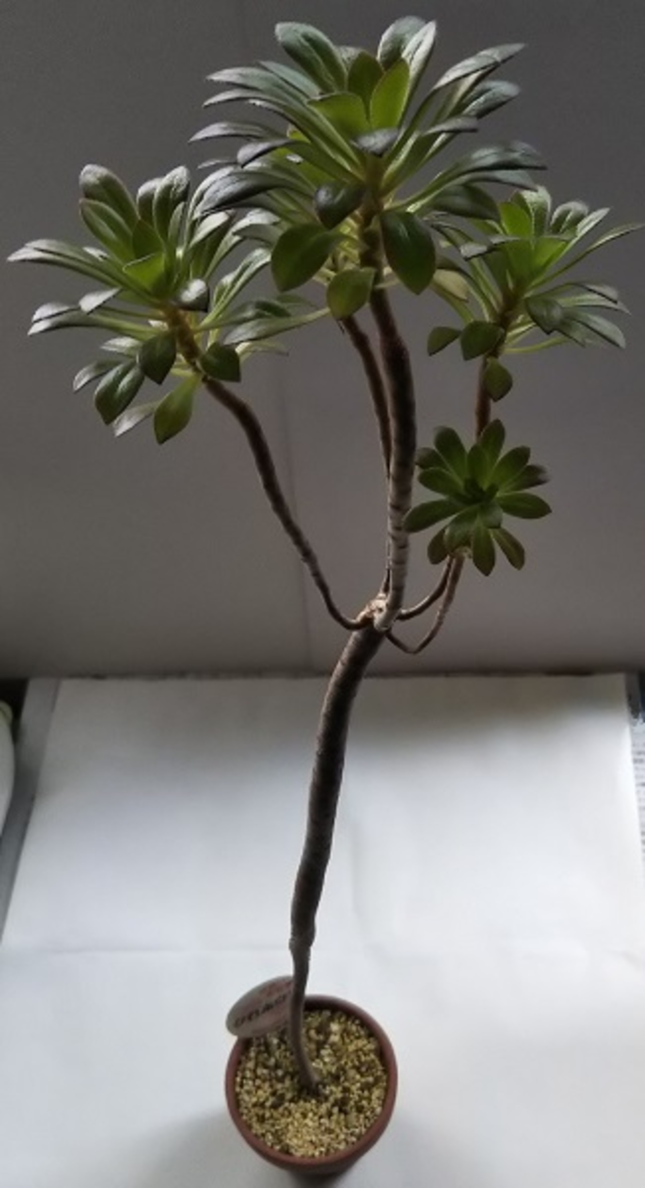 インテリアとしても人気の多肉植物！アエオニウム属『黒法師（くろほう 