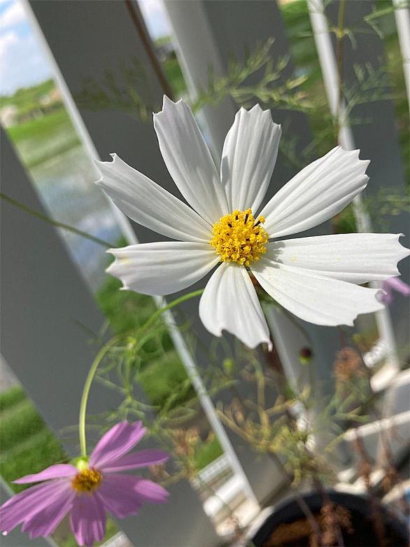 ハッチポッチステーションとは テレビの人気 最新記事を集めました はてな