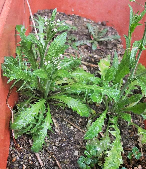 ナズナとは 動植物の人気 最新記事を集めました はてな