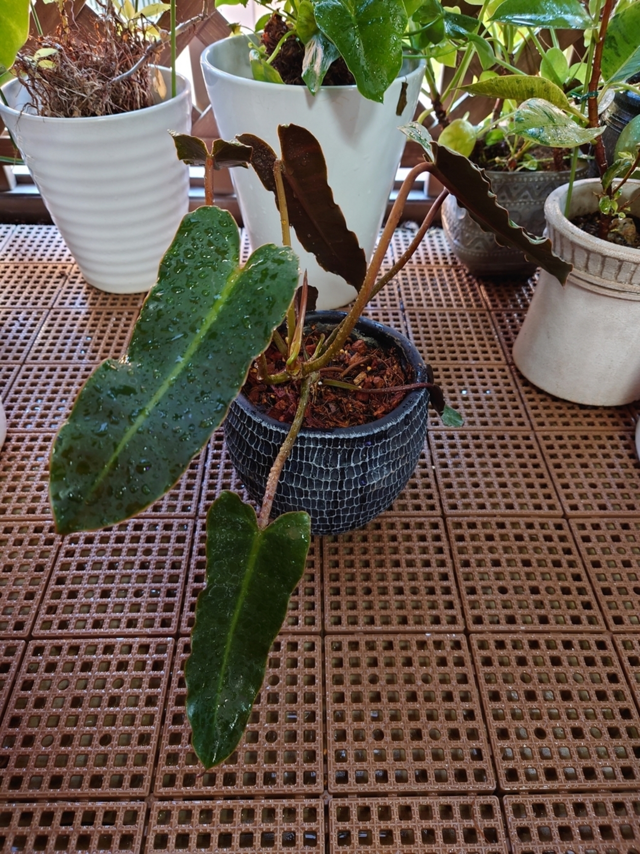 フィロデンドロン アタバポエンセ - papagreen's diary