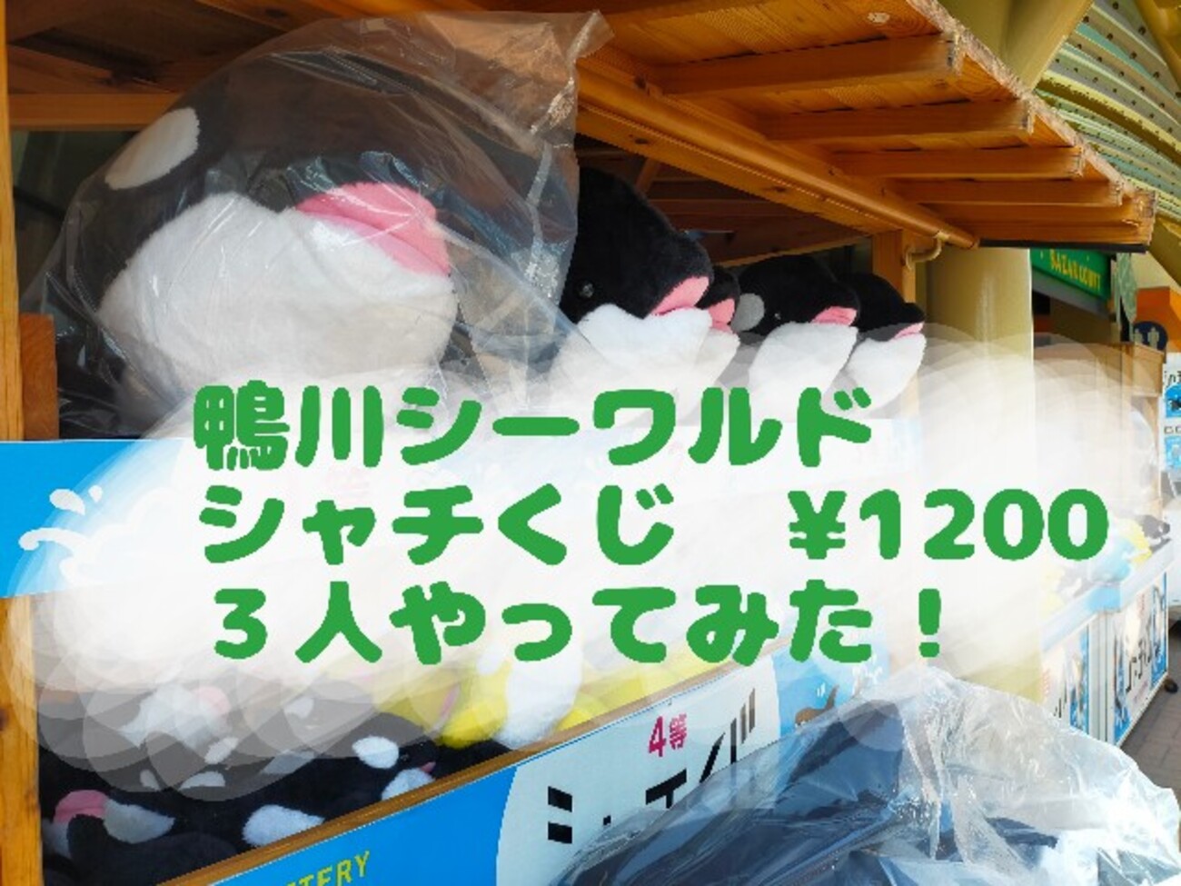 鴨川シーワールドシャチくじの場所は？値段は？家族で運試しやってき