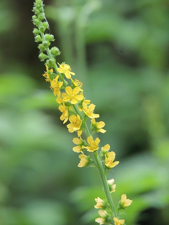キンミズヒキとは 動植物の人気 最新記事を集めました はてな キンミズヒキとは 動植物の人気 最新記事を集めました はてな